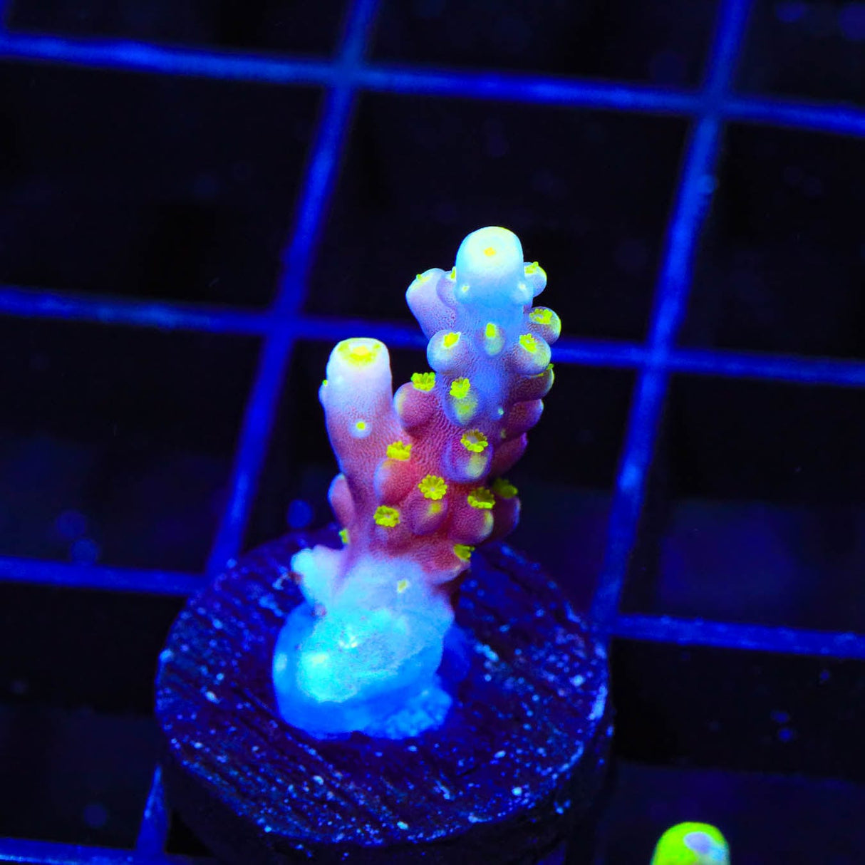 RR Firecracker Acropora Coral