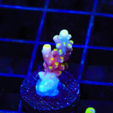RR Firecracker Acropora Coral