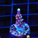 RR Firecracker Acropora Coral