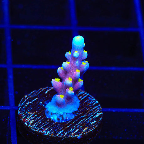 RR Firecracker Acropora Coral