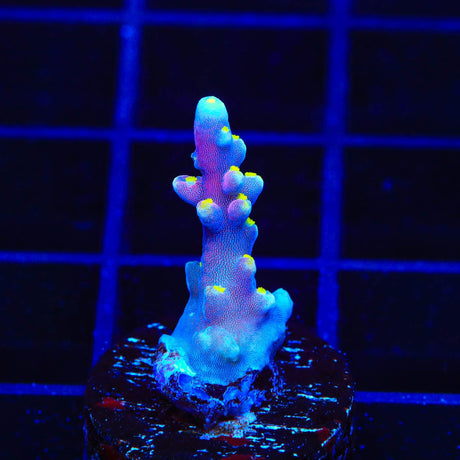 RR Firecracker Acropora Coral
