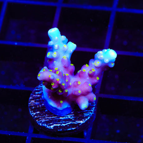 RR Firecracker Acropora Coral