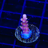 RR Firecracker Acropora Coral