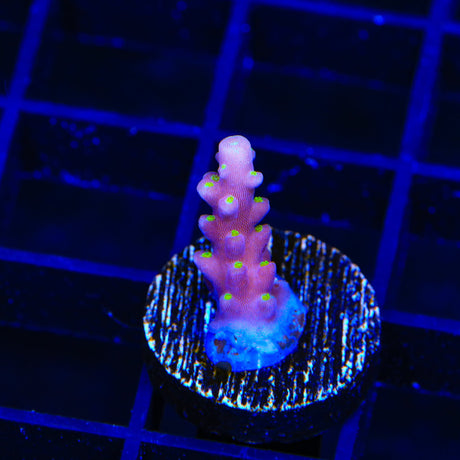 RR Firecracker Acropora Coral