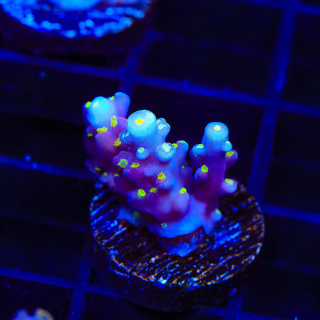 RR Firecracker Acropora Coral