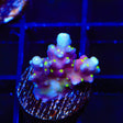 RR Firecracker Acropora Coral