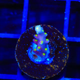 RR Firecracker Acropora Coral