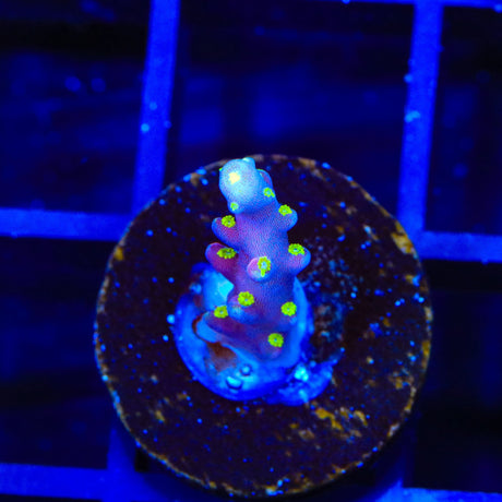 RR Firecracker Acropora Coral