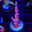 RR Firecracker Acropora Coral