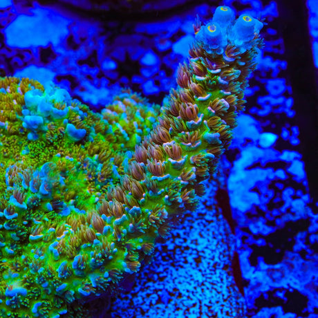 RR Garden of Eden Tenuis Acropora Coral