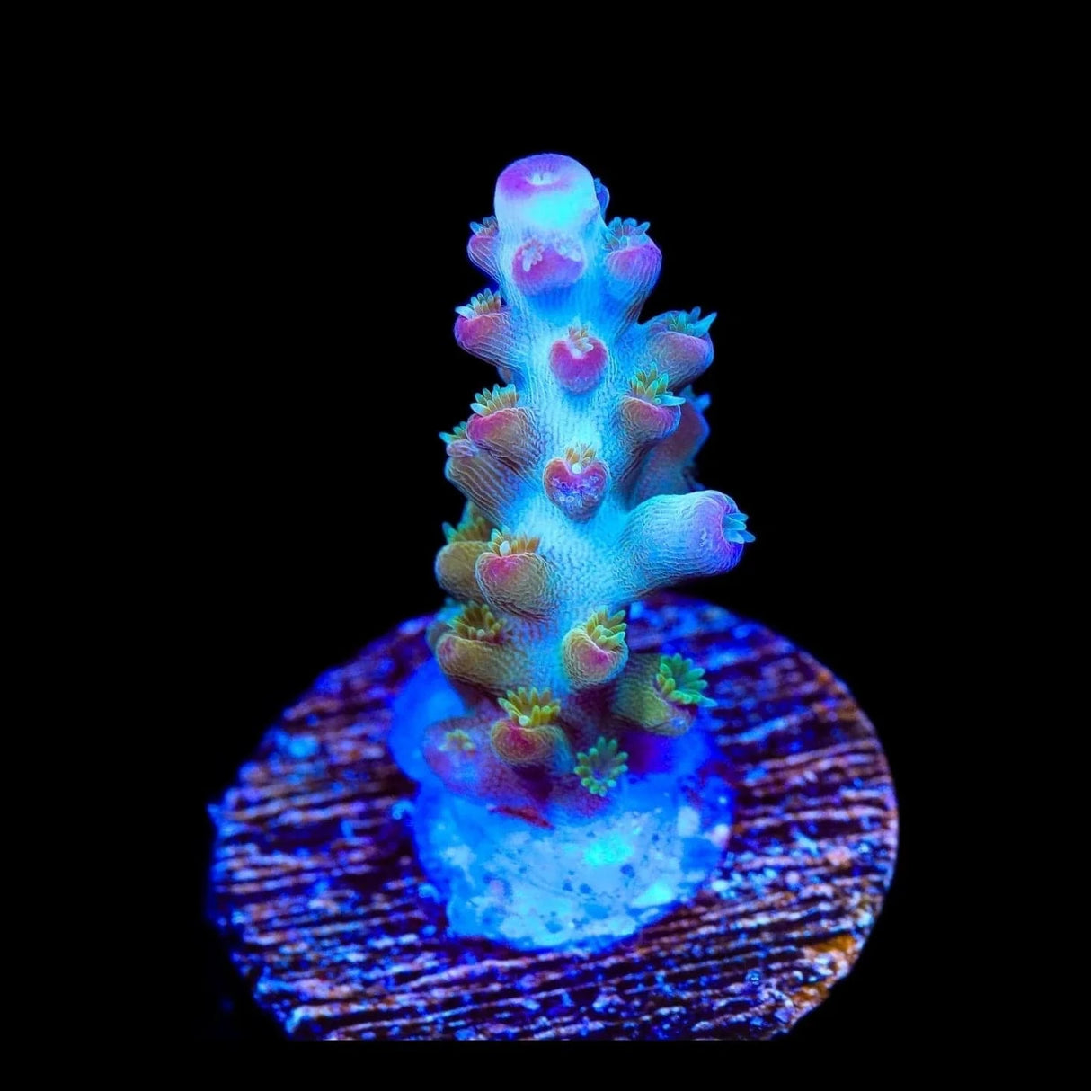 RR Olympus Acropora Coral