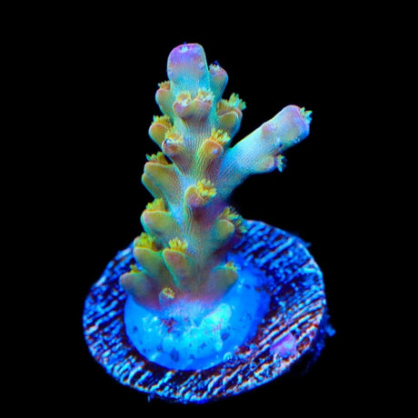 RR Olympus Acropora Coral