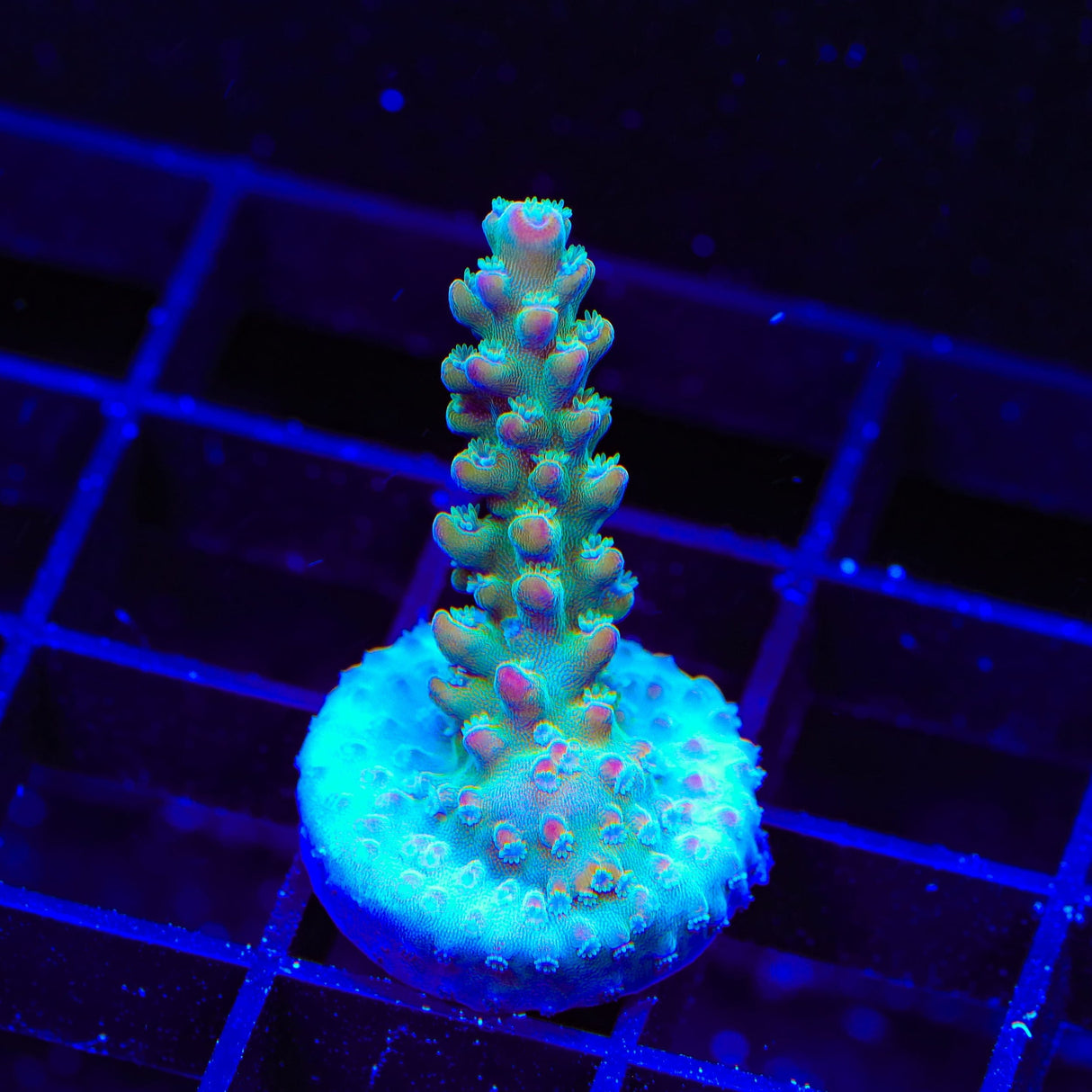 RR Olympus Acropora Coral