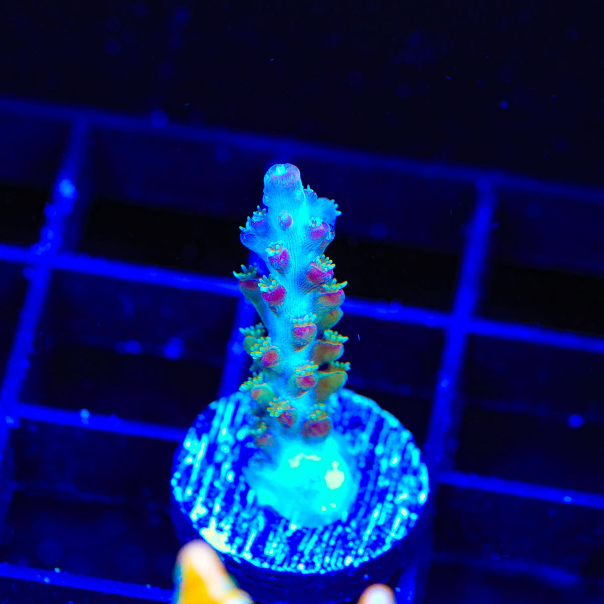 RR Olympus Acropora Coral