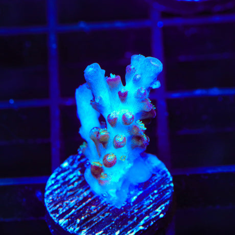 RR Olympus Acropora Coral