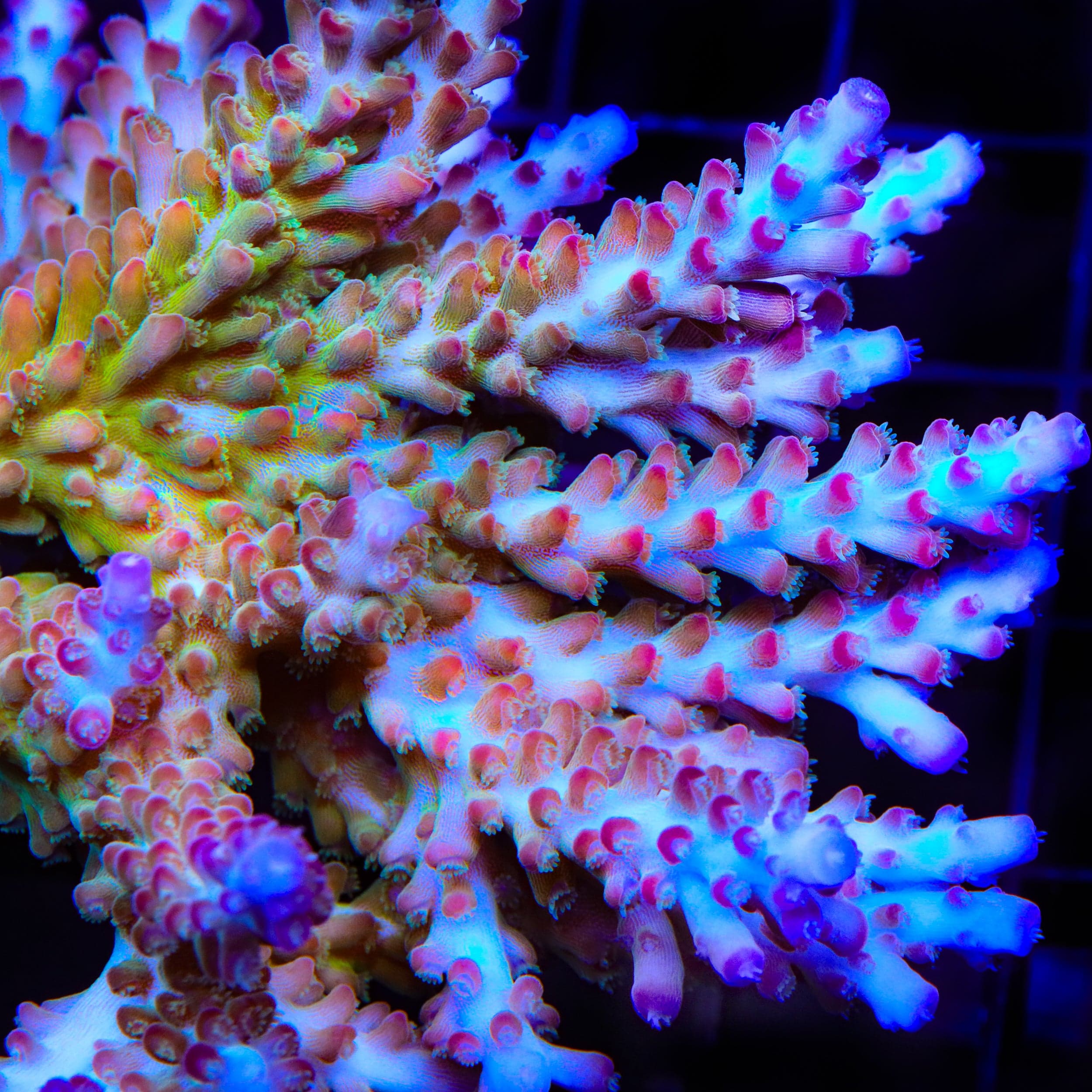 All Corals – Page 34 – Top Shelf Aquatics