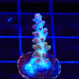 RR Olympus Acropora Coral
