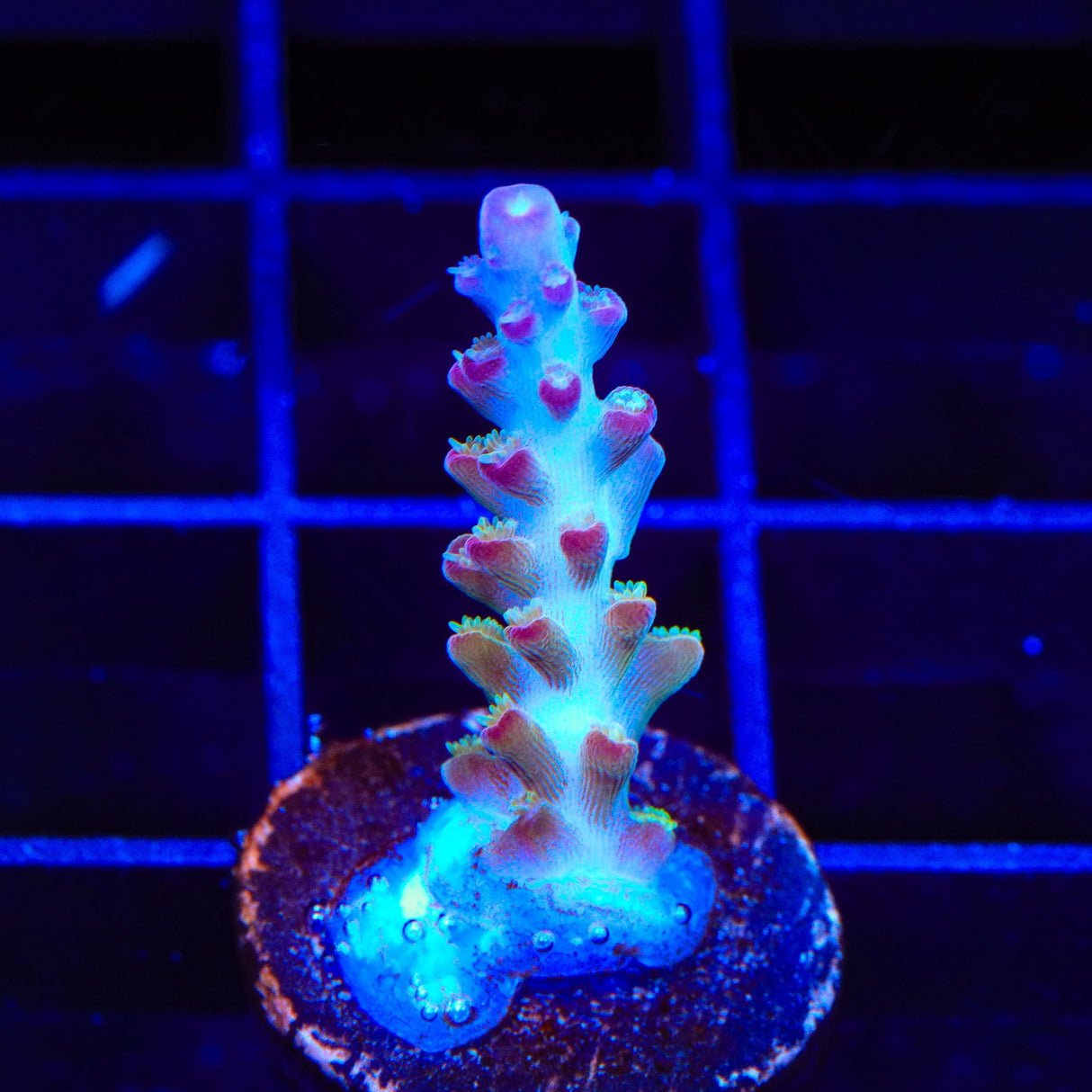 RR Olympus Acropora Coral