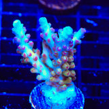 RR Olympus Acropora XL Frag Coral