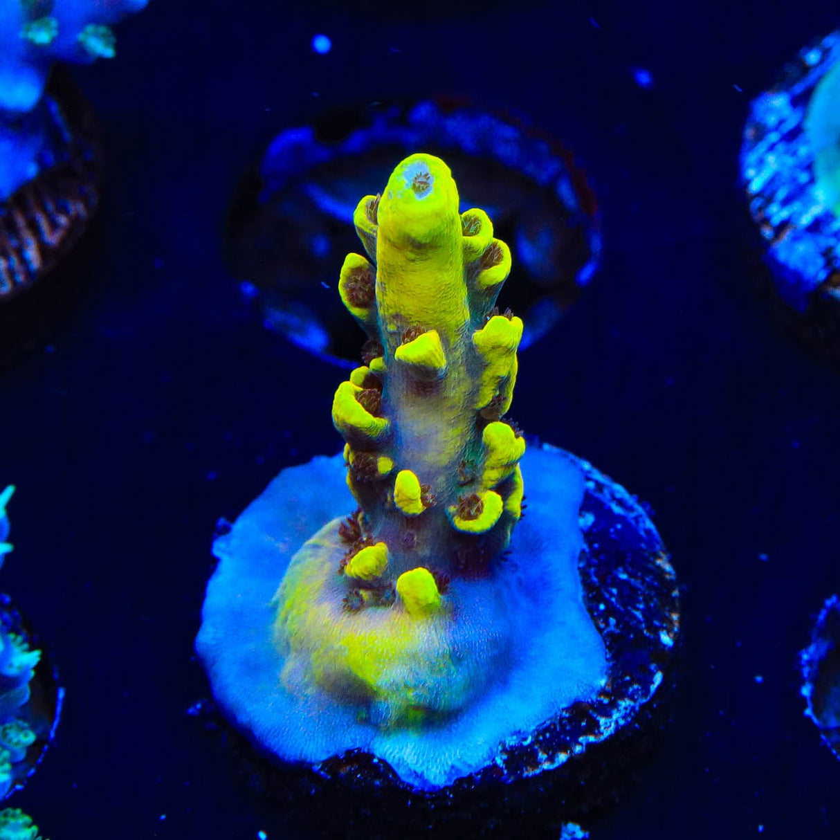 RR Pink Floyd Acropora Coral