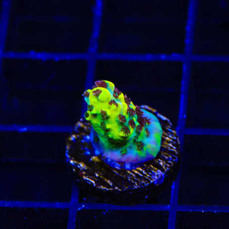 RR Pink Floyd Acropora Coral