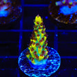 RR Pink Floyd Acropora Coral