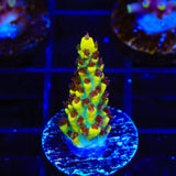 RR Pink Floyd Acropora Coral