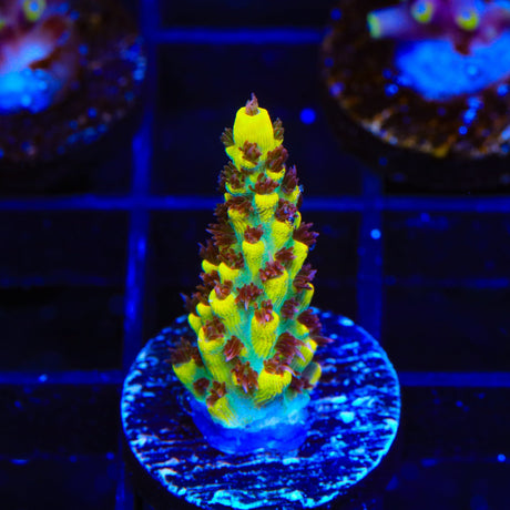 RR Pink Floyd Acropora Coral