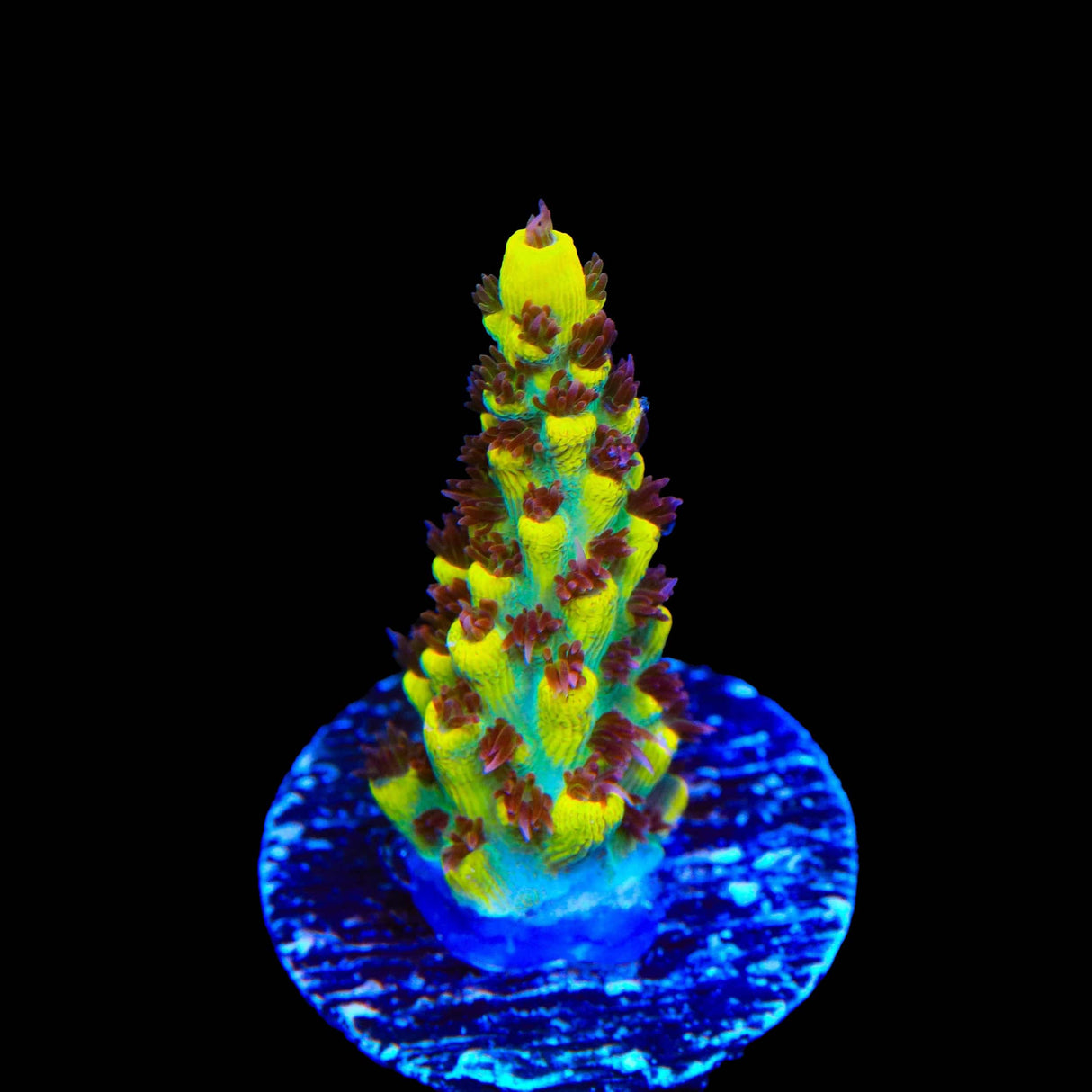 RR Pink Floyd Acropora Coral