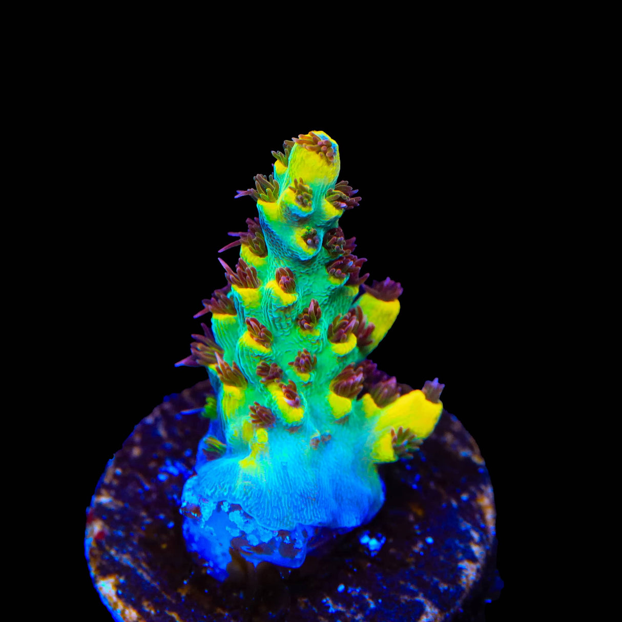 RR Pink Floyd Acropora Coral