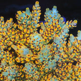 RR Pink Floyd Acropora Coral