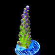 RR Rainbow Loom Acropora Coral