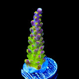 RR Rainbow Loom Acropora Coral