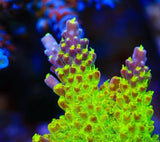 RR Rainbow Loom Acropora Coral