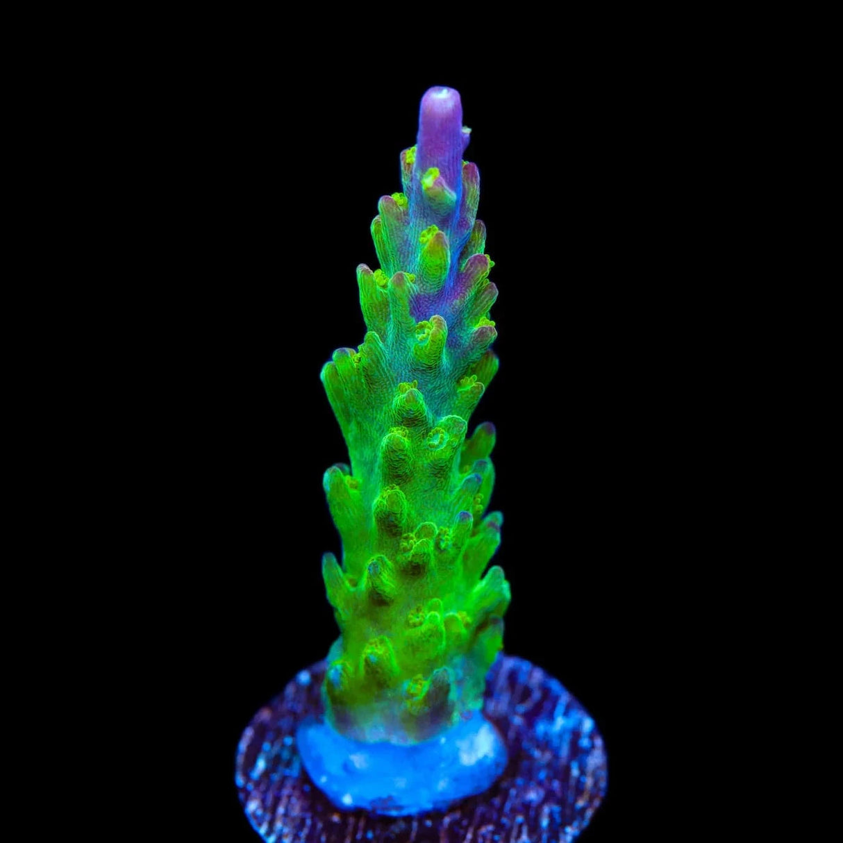 RR Rainbow Loom Acropora Coral