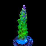 RR Rainbow Loom Acropora Coral