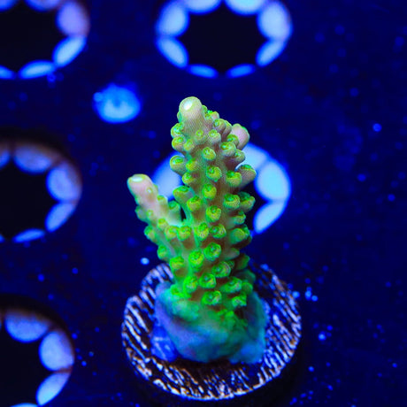 RR Rainbow Loom Acropora Coral