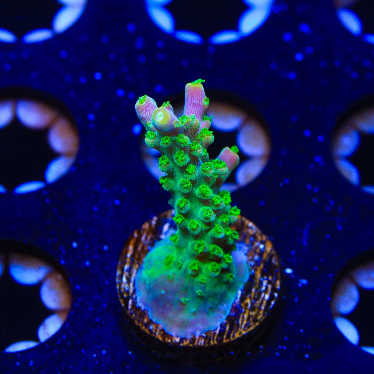 RR Rainbow Loom Acropora Coral