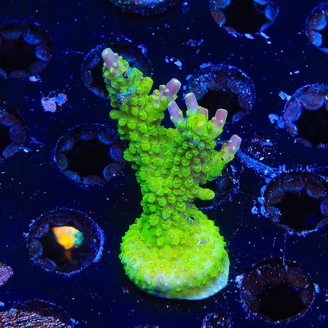 RR Rainbow Loom Acropora Coral