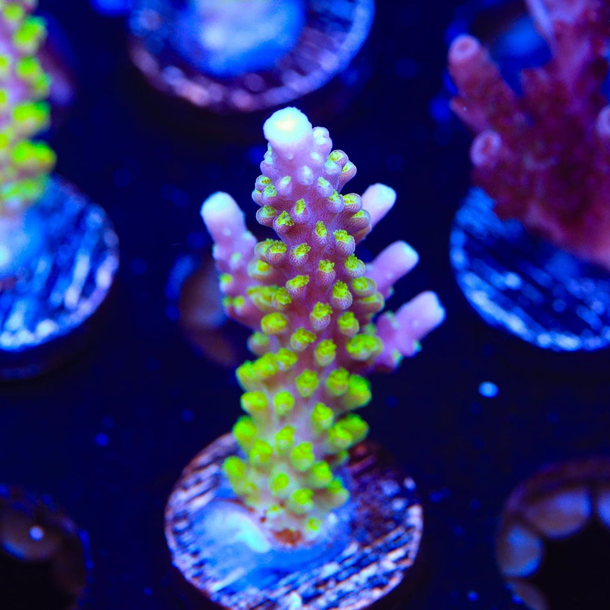 RR Rainbow Loom Acropora Coral