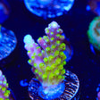 RR Rainbow Loom Acropora Coral