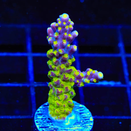 RR Rainbow Loom Acropora Coral