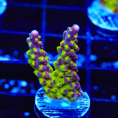RR Rainbow Loom Acropora Coral