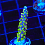 RR Rainbow Loom Acropora Coral