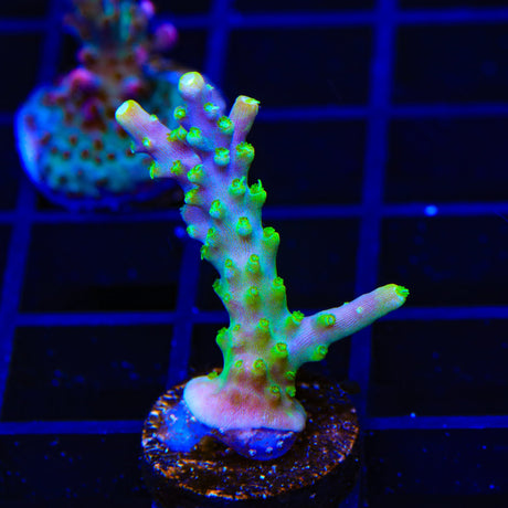 RR Rainbow Loom Acropora Coral
