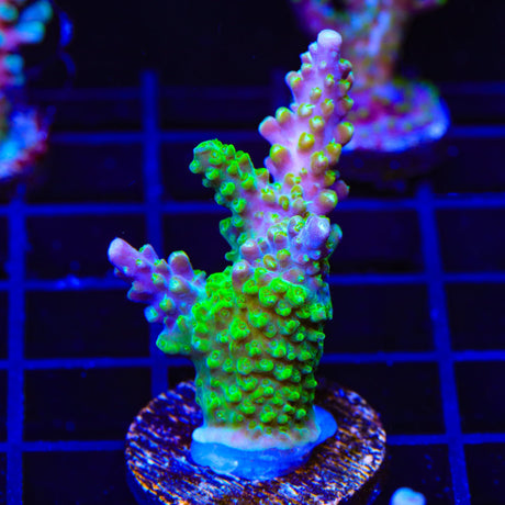 RR Rainbow Loom Acropora Coral
