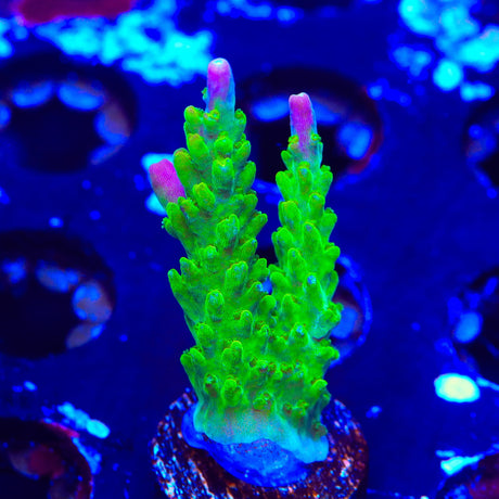 RR Rainbow Loom Acropora Coral