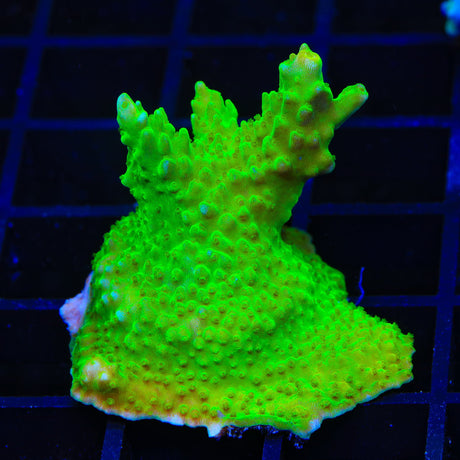 RR Rainbow Loom Acropora XL Frag Coral