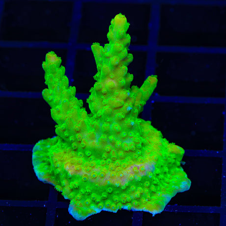 RR Rainbow Loom Acropora XL Frag Coral