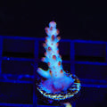 RR Robinhood Acropora Coral